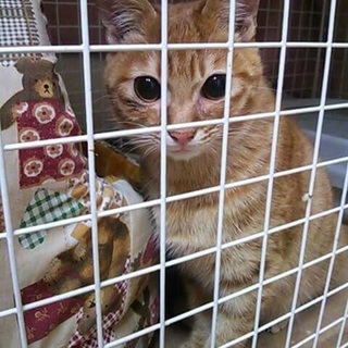 綺麗な茶トラです(^ ^)