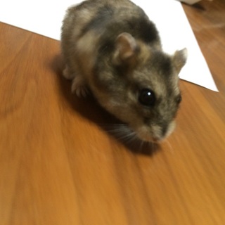 ♀ジャンガリアンハムスター  8ヶ月