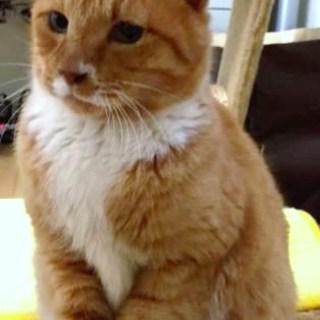 ４才くらいの女の子（ＦＩＶキャリア）