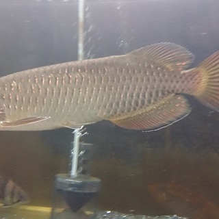 里親様募集　ノーザンバラムンディ