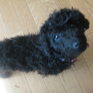 トイプードル（シルバー）男の子　生後4か月