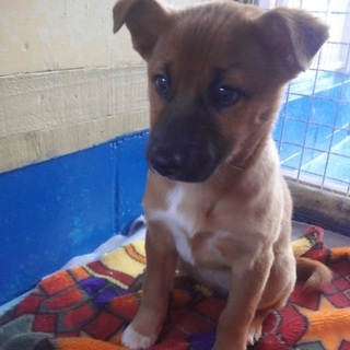 緊急！処分回避！タビーちゃん‼︎