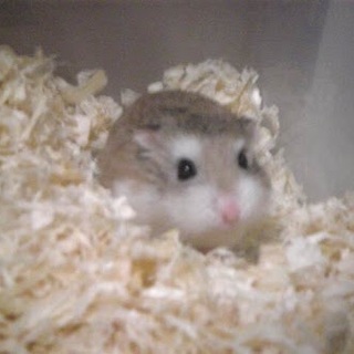 ロボロフスキー 男の子