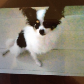 パピヨンの女の子のミルクです♪