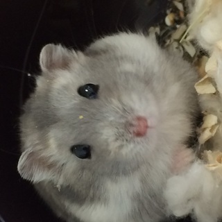 ジャンガリアン ブルーサファイア 女の子