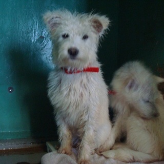 緊急！！約6ヶ月のテリア系子犬（白毛）の家族募集