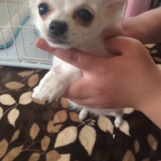 とてもカワイイ女の子です