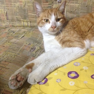 1～2歳らしき茶トラ♂の里親募集中