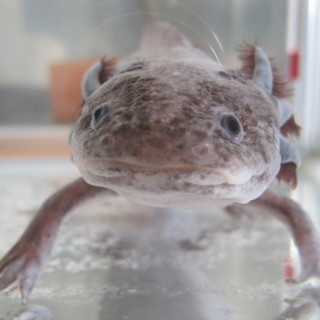 ウーパールーパー里親募集