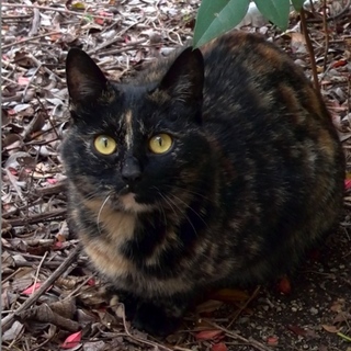 おめめパチクリなサビちゃん