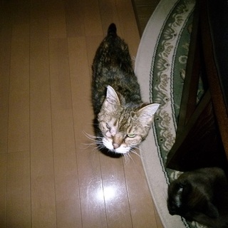 おばあちゃんニャンコ♥あ～ちゃん♣ 