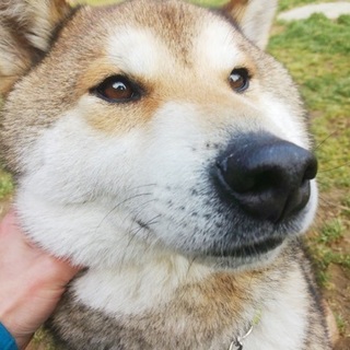 柴犬♂推定5歳のガク♡ご家族さま決定！