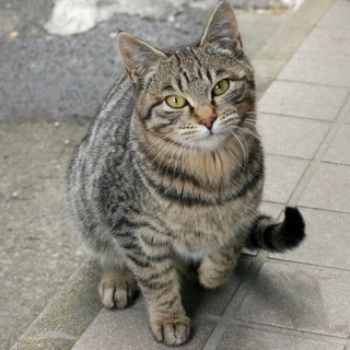 猫一家のうち一匹でも多くの子にお家を！