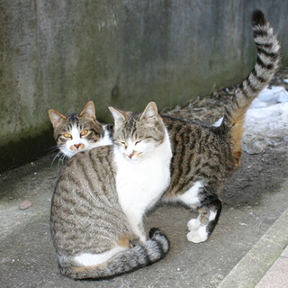 1匹でも多くの子にお家を！3