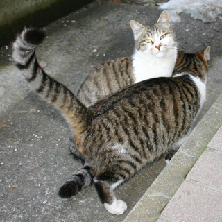 1匹でも多くの子にお家を！4