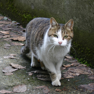 1匹でも多くの子にお家を！5