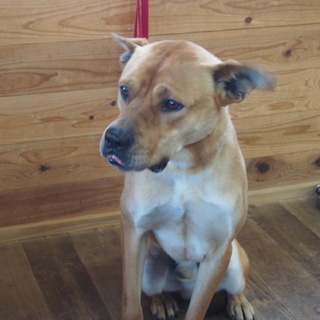大柄ですが優しいミックス犬男の子の家族募集中！