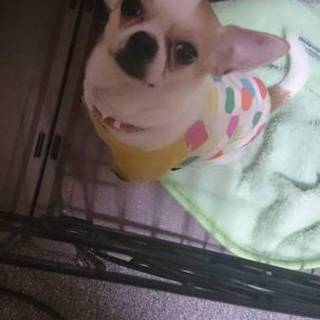 スムースチワワの女の子の里親募集