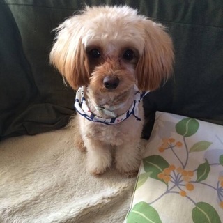 元気な男の子です。（去勢済）