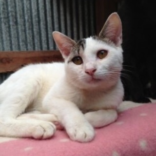 とっても優しい大人しい子です(^ ^)