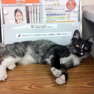 長毛甘えっ子です♪