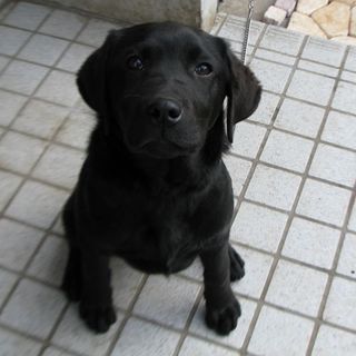 頭良い甘えん坊な男の子