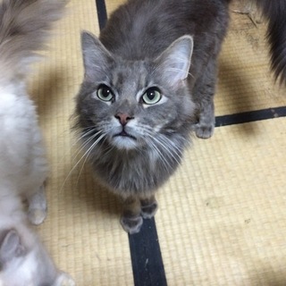 長毛ハンサム猫ちゃん