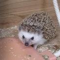 可愛がってくださる方宜しくお願いします。