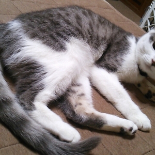 超ー甘甘なｻｸﾗ☆