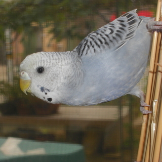 セキセイインコ里親募集（里親決定）