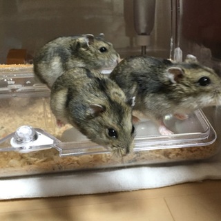 ジャンガリアンハムスター里親募集！