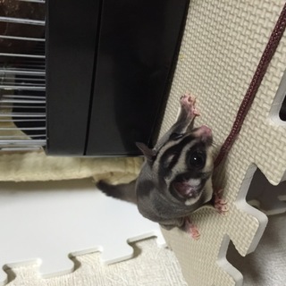 フクロモモンガの里親募集しています。