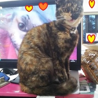 1度甘えたらべったりのサビ猫の女の子です