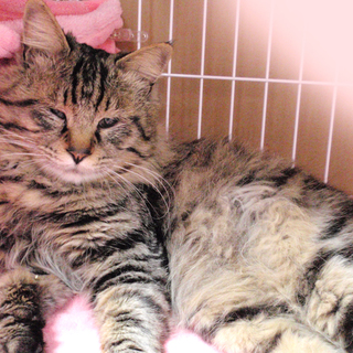 おだやか長毛キジトラのとら丸くん☆１才