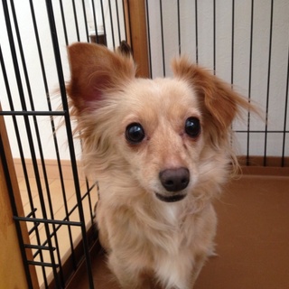 甘えん坊でお転婆な女の子です