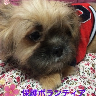 チャオ君はお利口な5ヶ月男の子