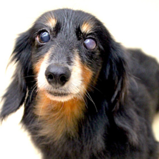 Mダックス甘えん坊の女の子です