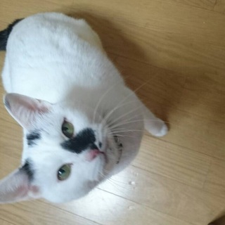 3歳と6歳の姉弟猫さんの里親様募集