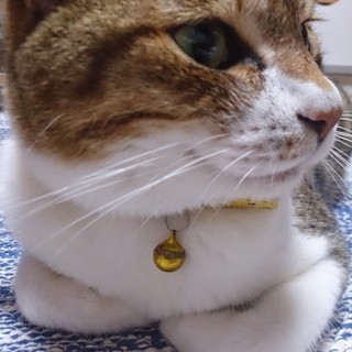 猫好きにはたまらんツンデレな美人猫