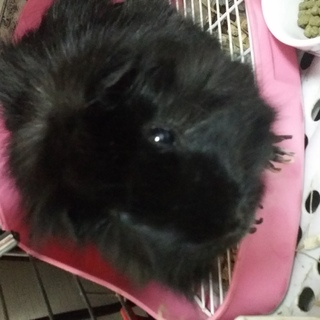 2匹の♂♀モルモット里親募集