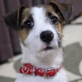 可愛かってくれる里親をさがしています