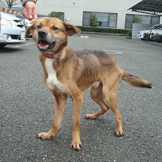 新しい家族が決定したそうです！！