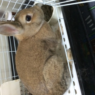 ネザーランドドワーフ