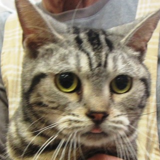 優しいねこちゃん