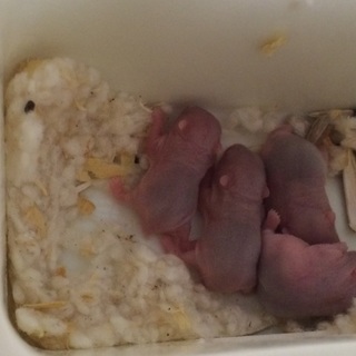 ジャンガリアンハムスター