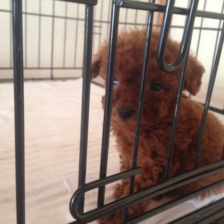 トイプードル　　生後65日