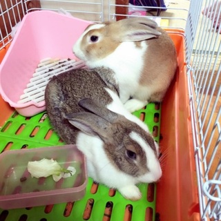 可愛いMIXうさぎ達の里親さん募集！