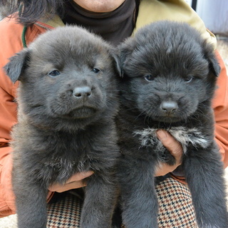 生後一か月のもこ黒コワン二人です！
