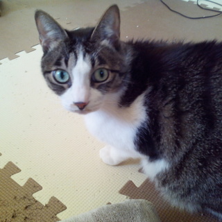 エイズキャリア、オス5歳