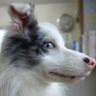 ボーダーコリー『バイス』の新しい家族募集